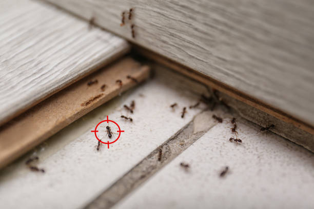 Best Bed Bug Extermination  in Claremont, CA