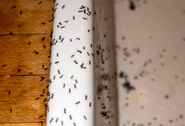 Best Pest Control Near Me  in Claremont, CA
