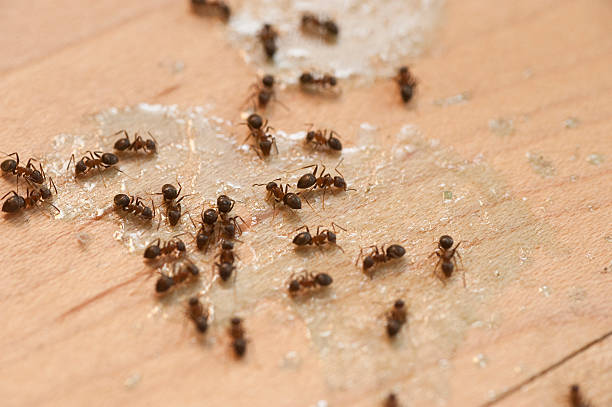 Best Affordable Exterminators  in Claremont, CA